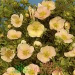 Лапчатка Дэйдаун С3