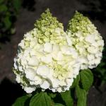 Юная гортензия метельчатая Magical Mont Blanc