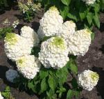 Юная гортензия метельчатая Magical Mont Blanc