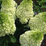 С1 Гортензия  Magical Kilimandgaro