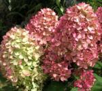 С1 Гортензия  Magical Candle