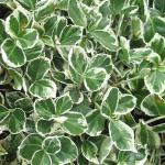 Саженец Бересклет Эмеральд Гаети (С3)