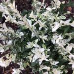 Саженец Бересклет Арлекин (С3)