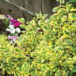 Саженец Бересклет Эмеральд Ин Голд (С3)