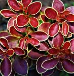 Барбарис тунберга Адмирэйшн С3