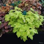 Саженец Гейхера Sunrise Falls