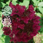 Гортензия Вимс Ред на штамбе