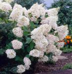Гортензия Грандифлора на двух высоких ножках