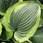 Саженец Хоста Abiqua Moonbeam