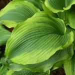 Саженец Хоста Atlantis