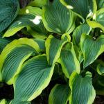 Саженец Хоста Atlantis