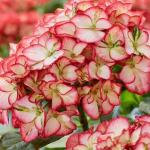 *Акция. Гортензия крупнолистная Royalty Beauty of Boscoop С7