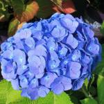 *Акция. Гортензия Forever and Ever Blue C7