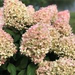 Гортензия метельчатая Pinkachu C7