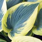 Саженец Хоста Autumn Frost