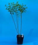 Гортензия Бобо на высоких ножках, горшок 3 л