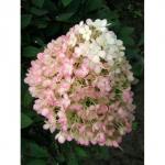 Гортензия Бобо на высоких ножках, горшок 3 л