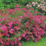 Юное растение. Спирея Антони Ватерер