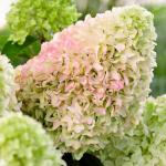 Саженец Гортензия метельчатая Little Fresco