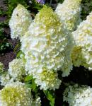 Акция Гортензия метельчатая Magical Matterhorn С3