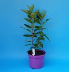 Акция Гортензия метельчатая Touch Of Pink С3