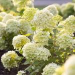 С1 Гортензия Little Passion