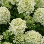 Акция Саженец Юная гортензия метельчатая Little Passion