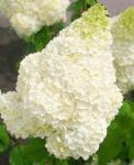 С1 Гортензия  Diamantino