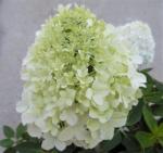 С1 Гортензия  Little Spooky