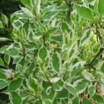 Дерен Argenteomarginata