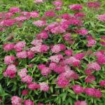 Спирея  Anthony Waterer