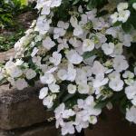 Гортензия Сбежавшая Невеста Р9