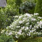 Гортензия Сбежавшая Невеста Р9