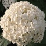 Гортензия Стронг Аннабель Р9