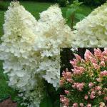 Юная гортензия Candelight P9 2022