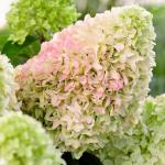 Юная гортензия Little Fresco P9 2022