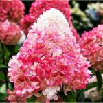Саженец Гортензия метельчатая Pink and Rose