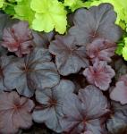 Саженец Гейхера Obsidian