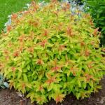 Юное растение Спирея японская Голдфлейм