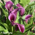 Саженец Калла Фиолетовая (клубень)