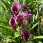 Саженец Калла Фиолетовая (клубень)