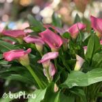 Саженец Калла Розовая (клубень)