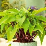 Саженец Хоста Goosberry Sundae