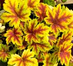 Саженец Гейхера Golden Zebra