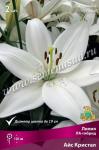 Лилия ЛА-гибрид. Луковичные