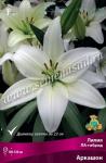 Лилия ЛА-гибрид. Луковичные
