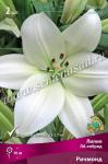 Лилия ЛА-гибрид. Луковичные