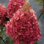 С1 Саженец Гортензия метельчатая Candelight