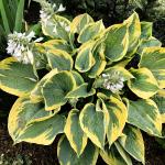 Саженец Tootie Mae