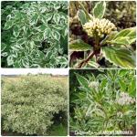 Саженец Дерен Аргентеомаргината